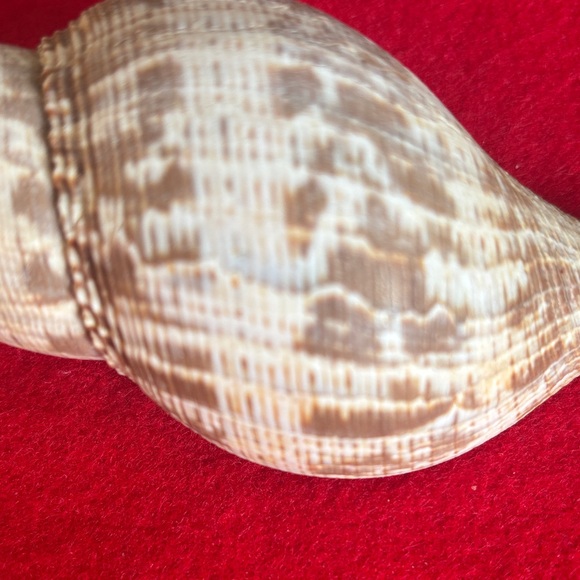 Tulip Shell - Picture 2 of 7